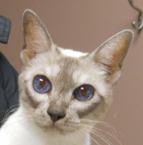 KateHickmott Meisha 6154mei013013