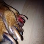 torn toe nail photo