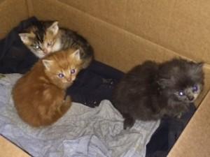 kittens in box