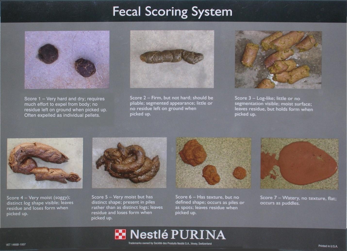 How to recognize normal and abnormal stool in cats - Vetster